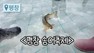 [평창] 짜릿한 손맛! 평창에서 느끼는 겨울! #평창송어축제