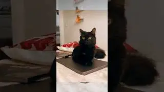 Mitos Kucing Hitam #kucing #cat