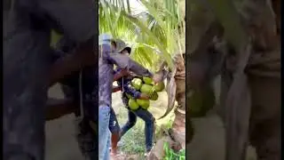 ប្រមូលផលដូង #shorts #agriculture #coconut