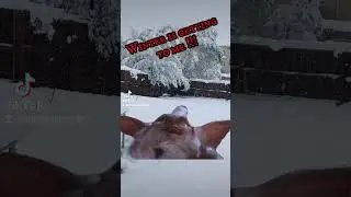 Winter ....#youtubeshorts #subscribe #funny #viral #gremlins #funny #comedyfilms
