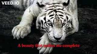 Our Last Night- White Tiger Lyric
