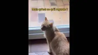Gentil petit chat roux observe son domaine. #surprise #chat #pourtoi #mignon #insolite