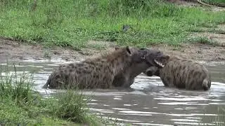 The relaxing moment of a wild dog reflects its innate personality.
