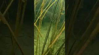 Трофейный сазан подводная охота в Дагестане #подводнаяохота #spearfishing #рыбалка #fishing