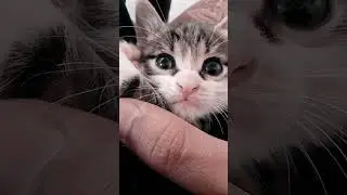 cat Ward....❤😍🤗