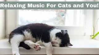 The Ultimate Relaxing Music Experience for Cats And You  | Clever Cat Corner