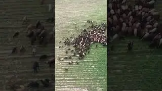 The sound of a sheep bell