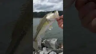 Sportsman's Lake in the Wind