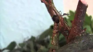 Small Tortoiseshell - Caterpillar To Chrysalis