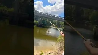 Targeting big gar and catching a bunch of ladyfish in a bayou! #fishing #shorts