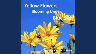 Yellow Flowers Blooming Under Blue Sky