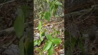 C&acirc;y lan rừng mọc tr&ecirc;n n&uacute;i đ&aacute; chưa ai khai th&aacute;c #lanrung #nature #phonglanrung