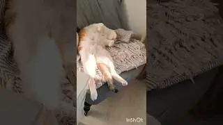 Маша устала #котики #cat #Mascha ist m&uuml;de