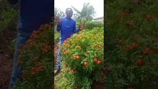 Benefits of African marigold