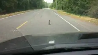 Traffic jam in Gig Harbor