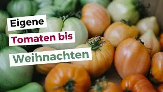 🍅 Tomaten nachreifen lassen: Die einfachste Methode, um grüne, unreife Tomaten nachzureifen