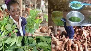 How I use guava leaves in curing my chicken diseases And boosting egg production