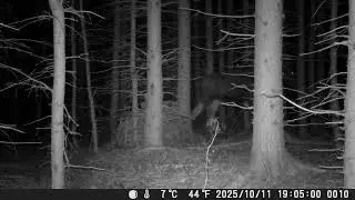 Moose walking around