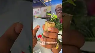 East West Seed Knowledge Transfer Foundation Ghana