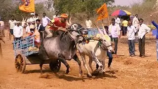Fast running bulls of Riyaz Munwad | Gokula race