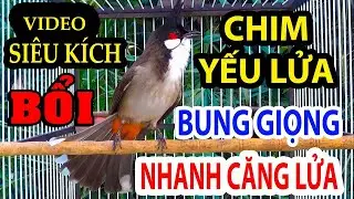 chào mào hót sáng kích bổi - luyện giọng hay ép bổi sổ bọng và căng lửa - chào mào hót đấu