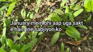 January mein aap uga sakte hain ine Sabjiyon ko#garden#leafy vegetable#M D Terrace Gardening & vlog 