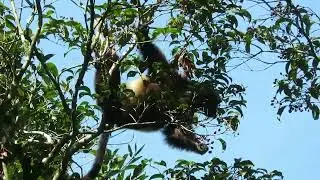 Lemur, Madagaskar
