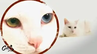 Khao Manee Cats