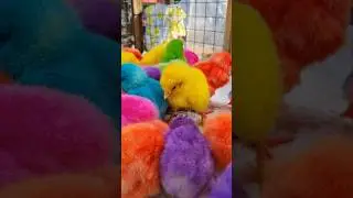 ayam rainbow #ayamwarnawarni #shorts