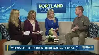 Wolves spotted in Mount Hood National Forest