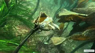 Kelp Crab | Vancouver Island | Underwater 4K | Snorkelling | 24 01 2026
