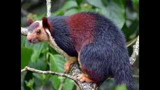 Squirrel world
