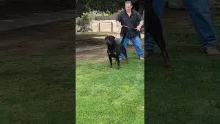 THE REAL GERMAN ROTTWEILER #doglover #rottweiler #puppies #dogoftheday