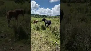 Wild ponies, Grayson highlands state park #wildponies #wildhorses
