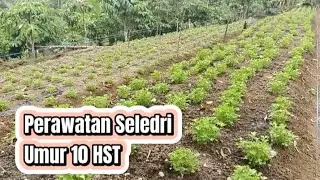 Perawatan Seledri Umur 10 HST