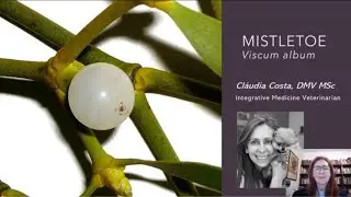 VISCUM ALBUM - MISTLETOE - MUERDAGO Free lecture