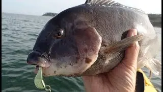 Blackfish Jigging Opening Day 2018 Triple Limit+!