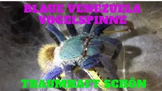TRAUMHAFT SCH&Ouml;NE BLAUE VENEZUELA VOGELSPINNE / Chromatopelma cyaneopubescens / GREEN BOTTLE BLUE