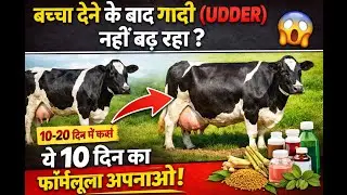 बच्चा देने के बाद गादी (Udder) नहीं बढ़ रही?ये फार्मूला अडर, दूध और फैट तीनों बढ़ाए@VetTipsByAshish 