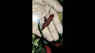 Betta Livida Sp Tanjung Malim
