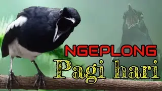 SUARA PANCINGAN KACER NGEPLONG INI BIKIN KACER BAHAN CEPAT BUNYI NYAUT GACOR