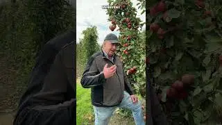 Obsthof Raddatz - Boskoop Apfel