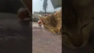 #catsfunnyshorts #catsfunnyvideos #catshorts #cats #kitten #catvideos #catsforkids #videoforkids