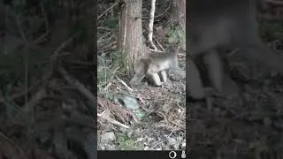 Enchanting Encounters: Japan's Wild Monkeys Share Their Forest Life on Trail Camera! #shorts