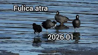 オオバン他 (Fulica atra) / Eurasian coot / 公園の水鳥 江戸川放水路 / 2026年1月