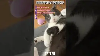 😂 When Cats Attack&hellip; Their Own Toys! #cats  #funny #shorts #catsfunnyvideos