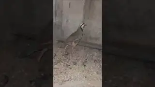 #clucksclub #birds #petsvlog #chakoor #breeding #partridges #pakistani #bird #zark #farmi #irani #yt