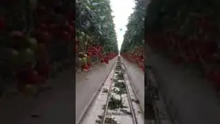 Ultra clima