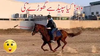 What a Speed This Horse Have... 😯🐎