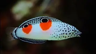twin spot wrasse fish #fish #fowlr #reeftank #saltwater #wrassefish